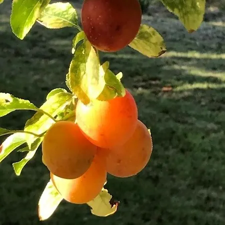 Villa Charmante à Avec Piscine Privée Dunes